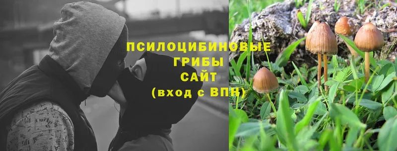 цена наркотик  Ковдор  Галлюциногенные грибы Psilocybine cubensis 